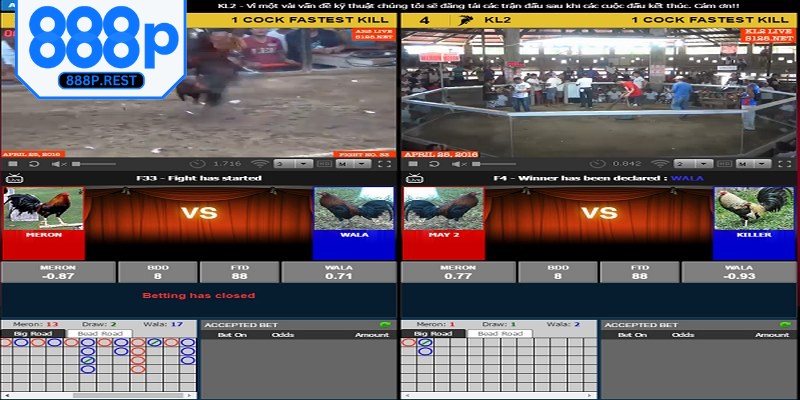 Những loại hình đá gà hấp dẫn rất được yêu thích tại 888P