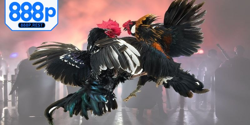 Tính năng xem đá gà online tiền thật được đánh giá cao hiện nay