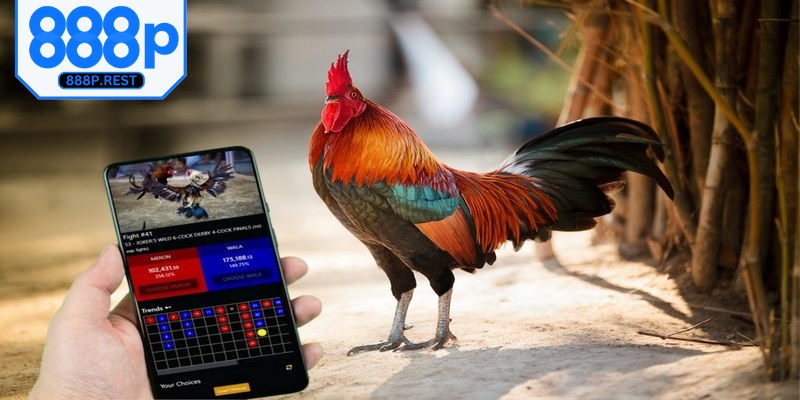 Tuân thủ theo hướng dẫn từ hệ thống để xem đá gà, cược tiền thật