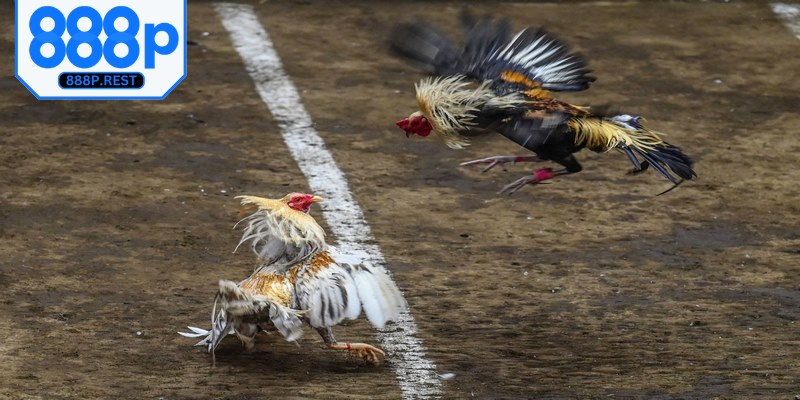 Tất cả các chiến kê tham gia phải trải qua khâu kiểm tra cẩn thận