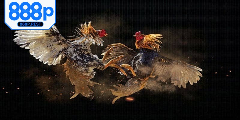 Có sự hỗ trợ sát sao từ chuyên gia chọi kê trong từng kèo cược