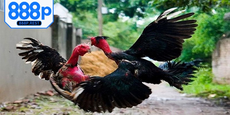 Đá gà trực tiếp mang đến những cung bậc cảm xúc gay cấn, lôi cuốn