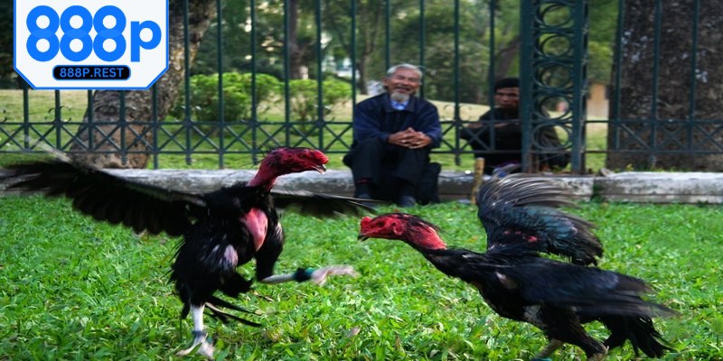 Theo dõi đá gà trực tuyến mang lại trải nghiệm độc đáo khó quên