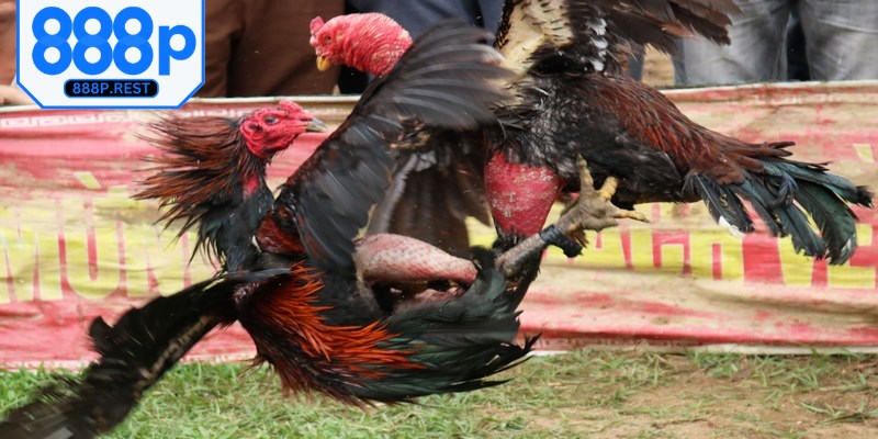 Chuyên gia đưa ra nhận định kèo cược kê chuẩn xác hàng ngày