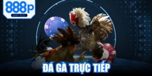 Đá Gà Trực Tiếp
