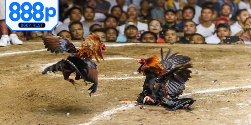 Trực tiếp đá gà C1 hấp dẫn, lôi cuốn người xem từng phút giây