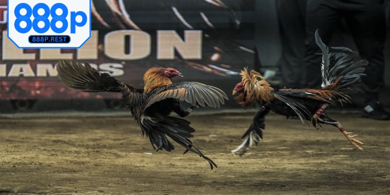 Cược gà đấu có kết hợp cựa tạo thêm thách thức cho cược thủ