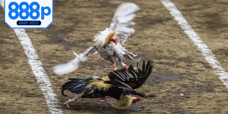 Xây dựng cho bản thân một chiến lược đặt cược chọi gà dài hạn