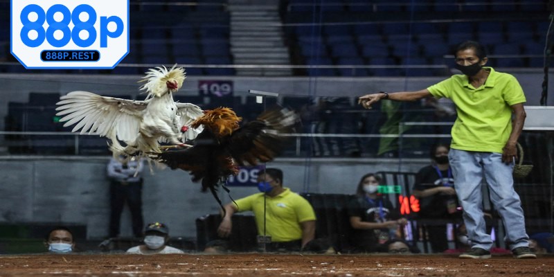 Trường gà Campuchia nổi tiếng bậc nhất, quy tụ nhiều giống kê