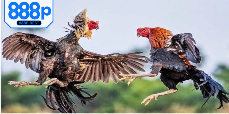 Trường đá gà Campuchia online tính tiện dụng cao hơn và an toàn hơn