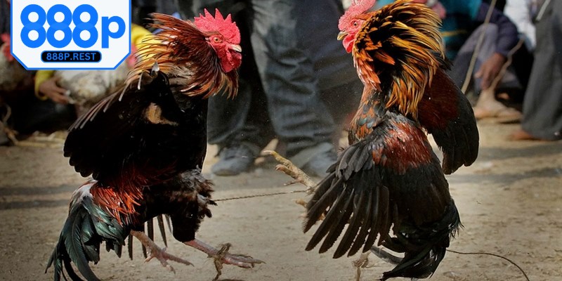 Nên ưu tiên lựa chọn các sảnh chơi uy tín, trường gà có giấy phép