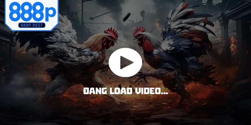 Ngắm nhìn chiến kê tranh tài không cần đến tận trường gà xa xôi