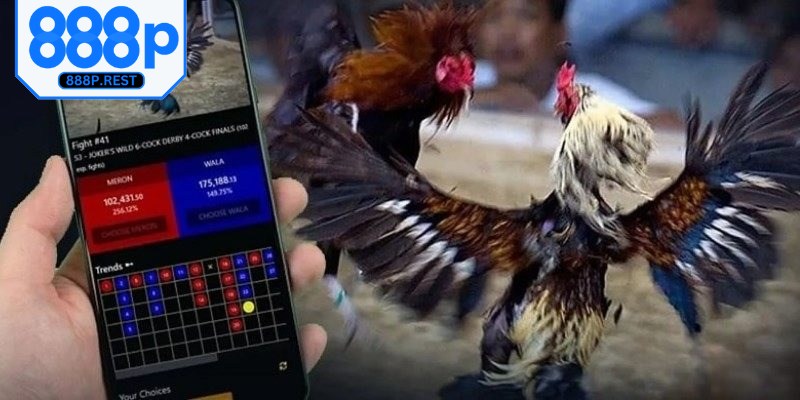 Điểm đặc biệt thu hút là sự góp mặt của những giống thần kê lừng danh